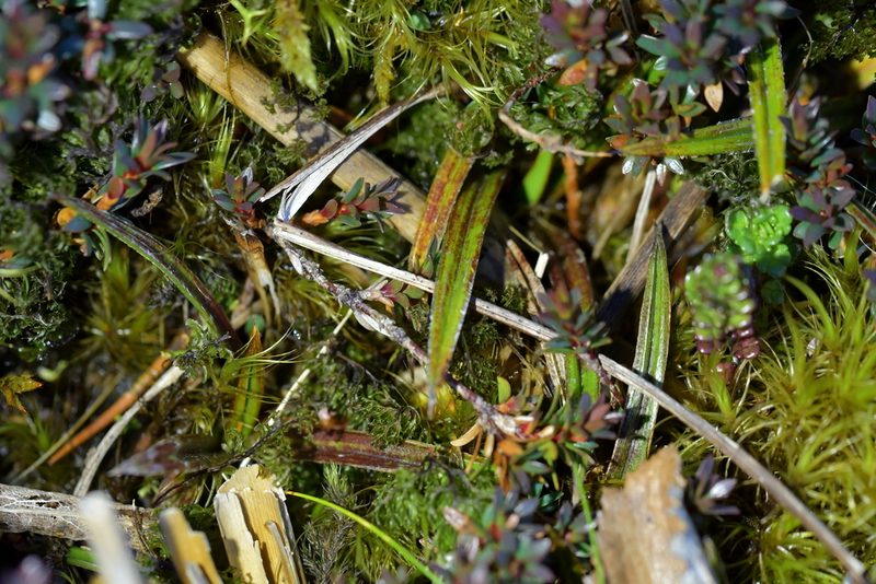 Astelia linearis, photographed by Christopher Stephens