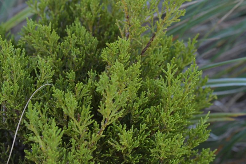 Halocarpus biformis, photographed by Christopher Stephens