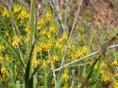 Genista hirsuta, photographed by Duarte Frade