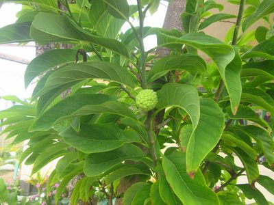 Annona squamosa, photographed by Paolo Co