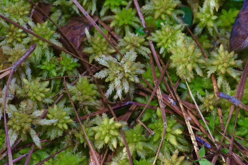 Sphagnum lescurii, photographed by Michelle W. （鍾偉瑋）