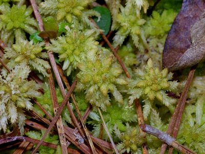 Sphagnum lescurii, photographed by Michelle W. （鍾偉瑋）