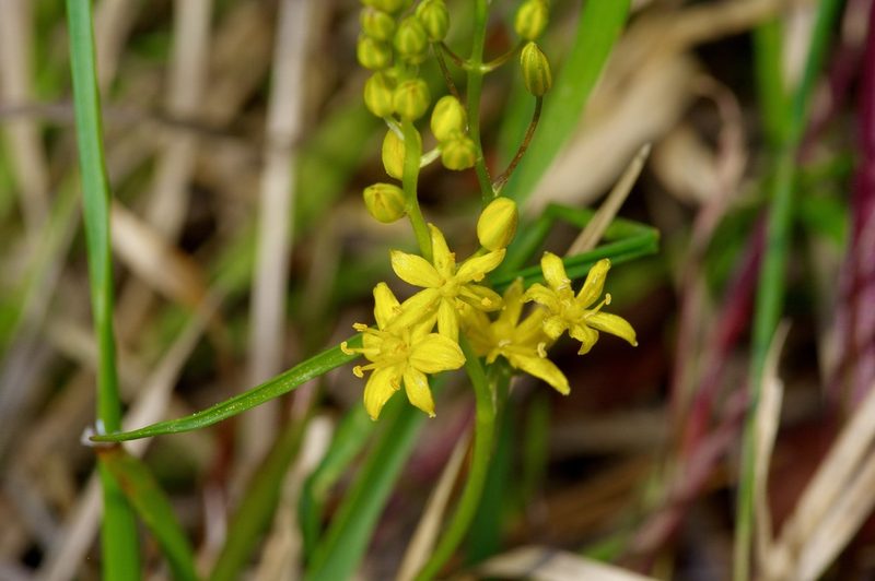 Schoenolirion croceum, photographed by Michelle W. （鍾偉瑋）