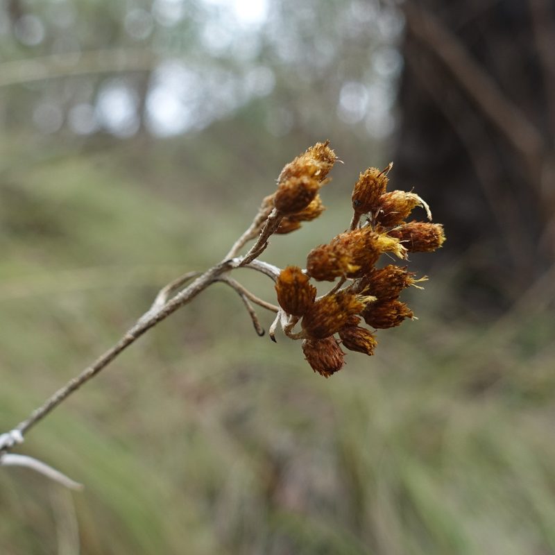 Chrysocephalum semipapposum, photographed by yatesy