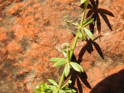 Galium verrucosum, photographed by Duarte Frade