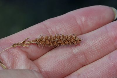 Carex glaucescens, photographed by Michelle W. （鍾偉瑋）