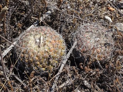 Coryphantha pseudoradians, photographed by Alexis López Hernández