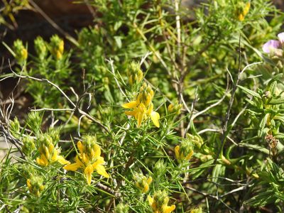 Genista hirsuta, photographed by Duarte Frade