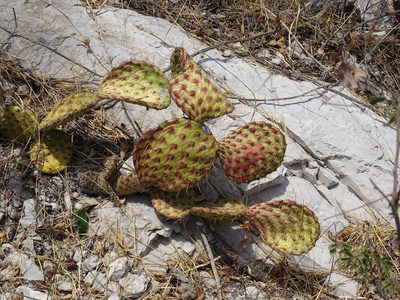 Opuntia depressa, photographed by Alexis López Hernández