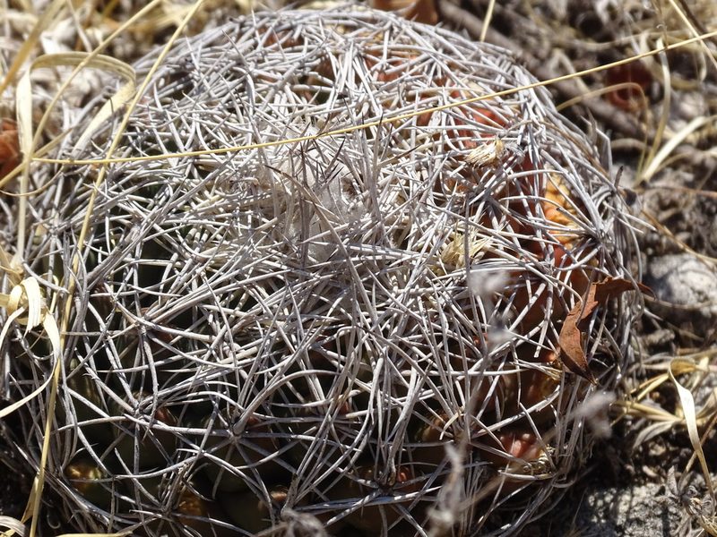 Coryphantha pseudoradians, photographed by Alexis López Hernández