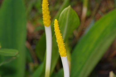 Orontium aquaticum, photographed by Michelle W. （鍾偉瑋）
