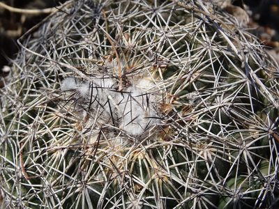 Coryphantha pseudoradians, photographed by Alexis López Hernández