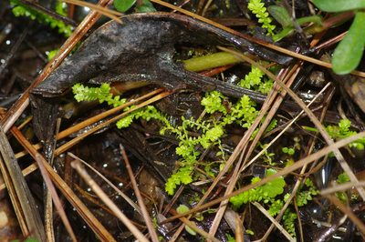 Selaginella apoda, photographed by Michelle W. （鍾偉瑋）