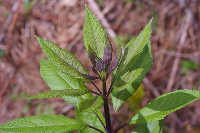 Eutrochium fistulosum, photographed by Michelle W. （鍾偉瑋）