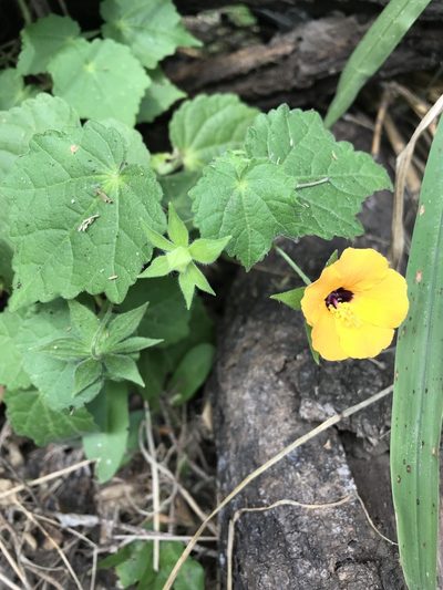 Pavonia procumbens, photographed by rosshawkins