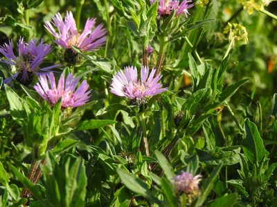 Centaurea pullata, photographed by Duarte Frade