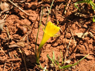 Narcissus obesus, photographed by Duarte Frade