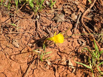 Narcissus obesus, photographed by Duarte Frade