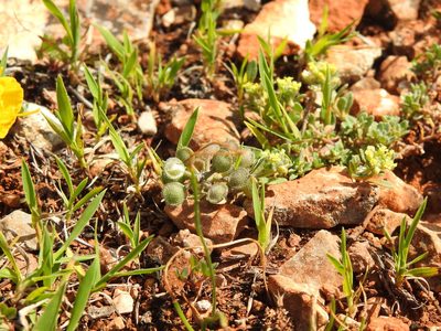 Alyssum simplex, photographed by Duarte Frade