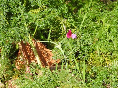 Lathyrus clymenum, photographed by Duarte Frade