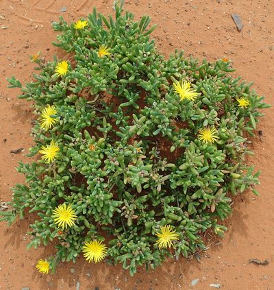 Malephora uitenhagensis, photographed by Nicola van Berkel