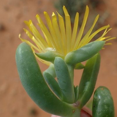 Malephora uitenhagensis, photographed by Nicola van Berkel