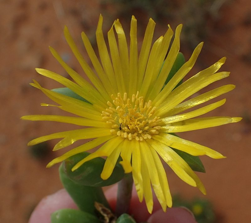 Malephora uitenhagensis, photographed by Nicola van Berkel