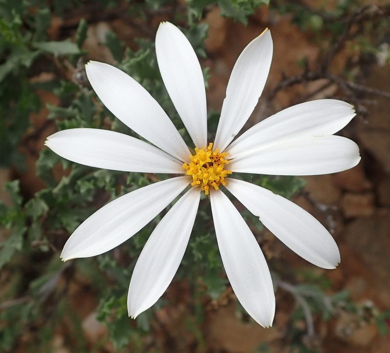 Dimorphotheca cuneata, photographed by Nicola van Berkel