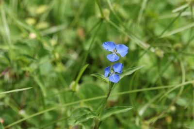 Commelina cyanea, photographed by Greg Tasney