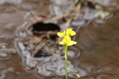 Utricularia aurea, photographed by Greg Tasney