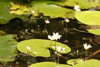 Nymphoides indica, photographed by Greg Tasney
