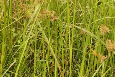 Cyperus pilosus, photographed by Greg Tasney