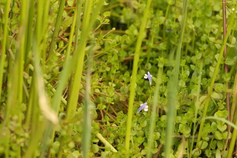 Lindernia rotundifolia, photographed by Greg Tasney