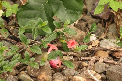 Barleria repens, photographed by Greg Tasney