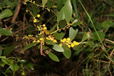 Acacia complanata, photographed by Greg Tasney