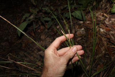 Lomandra multiflora, photographed by Greg Tasney