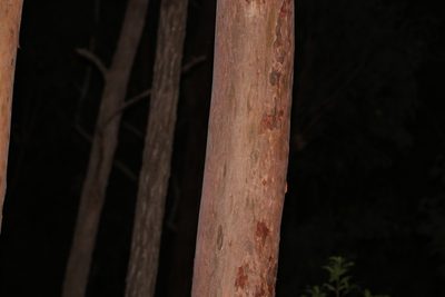 Corymbia citriodora, photographed by Greg Tasney