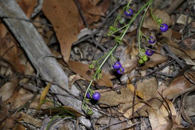 Dianella caerulea, photographed by Greg Tasney