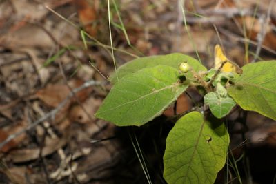 Solanum gympiense, photographed by Greg Tasney