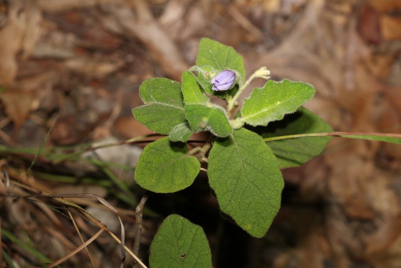 Solanum gympiense, photographed by Greg Tasney