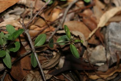 Brunoniella australis, photographed by Greg Tasney