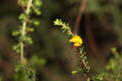 Pultenaea villosa, photographed by Greg Tasney
