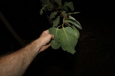 Eucalyptus fibrosa, photographed by Greg Tasney