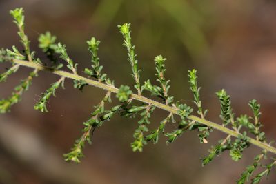 Pultenaea villosa, photographed by Greg Tasney