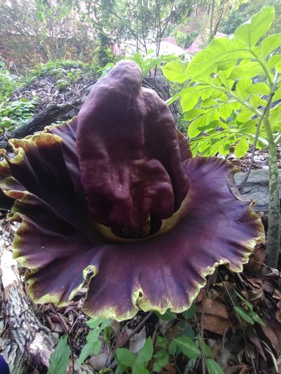 Amorphophallus paeoniifolius, photographed by Utain Pummarin