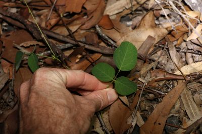Oxytes brachypoda, photographed by Greg Tasney