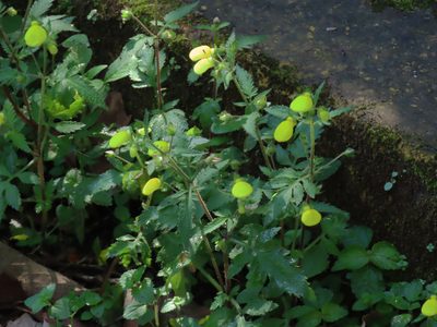 Calceolaria tripartita, photographed by Tom Riggle