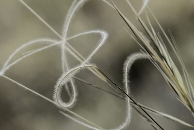 Hesperostipa neomexicana, photographed by Craig Martin