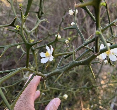 Citrus trifoliata, photographed by drnancyjackson