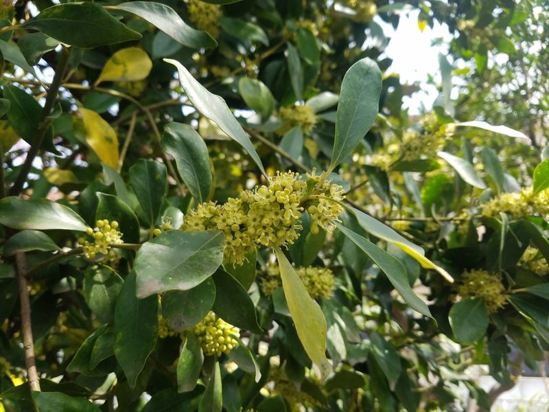 Ilex integra, photographed by Yoshihiro Tokue